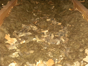 insulation removal
