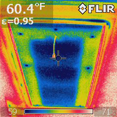 rat droppins in insulation