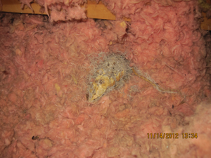 rats in insulation