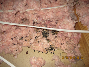 rat droppins in insulation