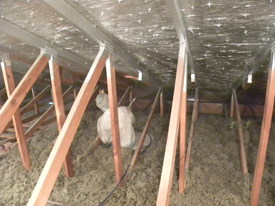 Spray Radiant Barrier Install